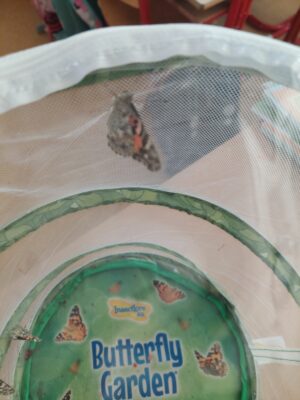 motyl-rotated.jpg